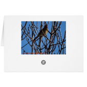 Female Cardinal & Blue Sky Cards (Back Horizontal)