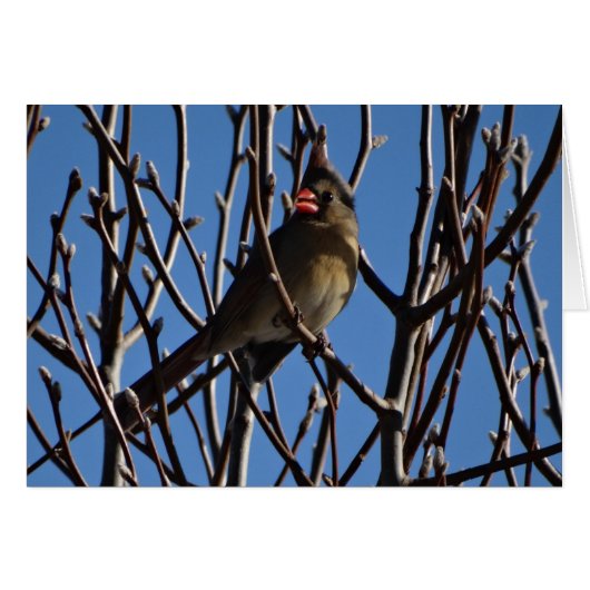Female Cardinal & Blue Sky Cards (Front Horizontal)