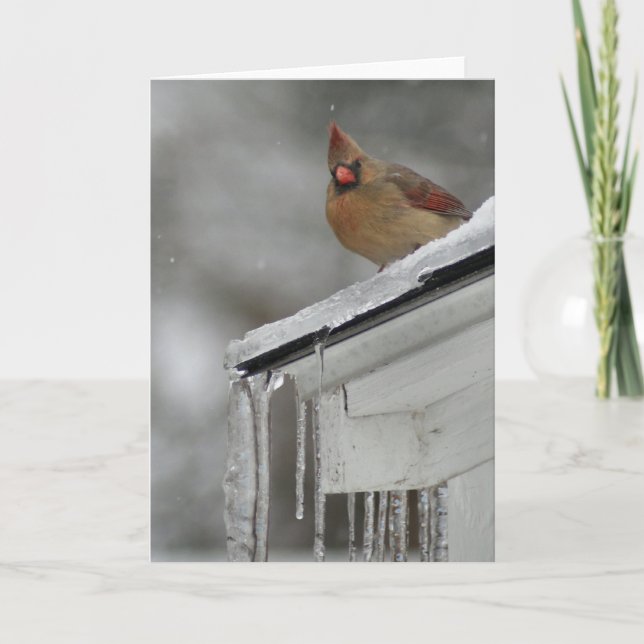 Female Cardinal Card (Front)