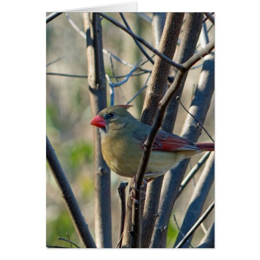 Female Cardinal Cards (Front)