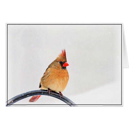 Female Cardinal Cards (Front Horizontal)