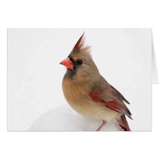 Female Cardinal Cards (Front Horizontal)