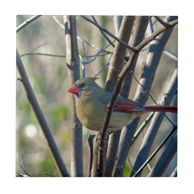 Female Cardinal Ceramic Tile (Front)
