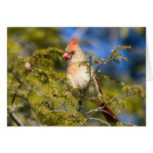 Female Cardinal In Evergreen Cards