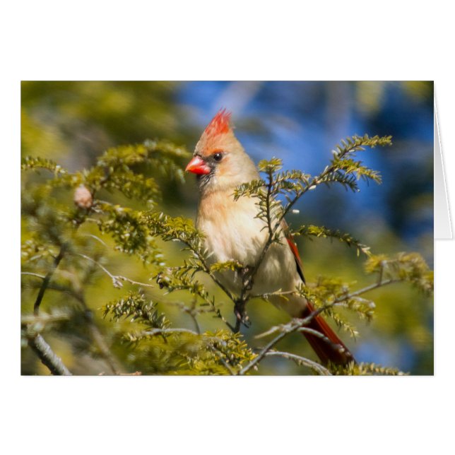 Female Cardinal In Evergreen Cards (Front Horizontal)