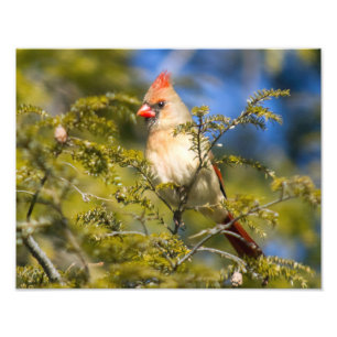 Female Cardinal In Evergreen Photo Print