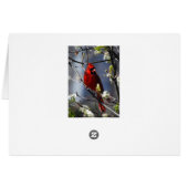 Female Cardinal in Flowering Pear Tree Card (Back Horizontal)