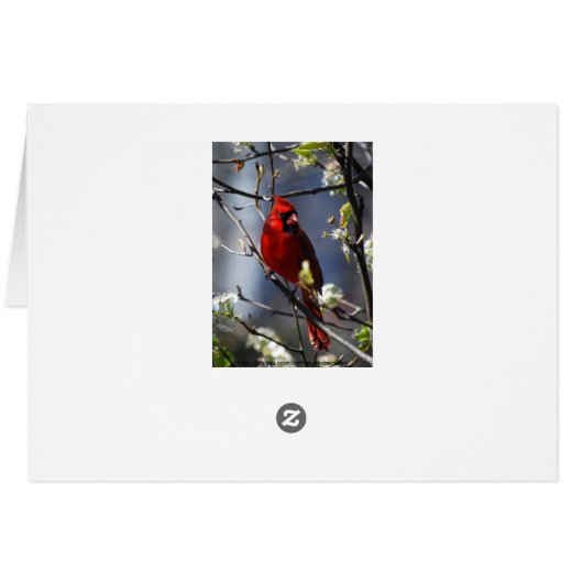 Female Cardinal in Flowering Pear Tree Card (Back Horizontal)