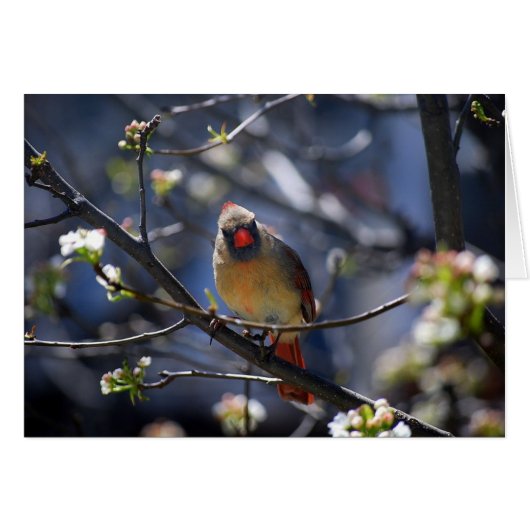 Female Cardinal in Flowering Pear Tree Card (Front Horizontal)