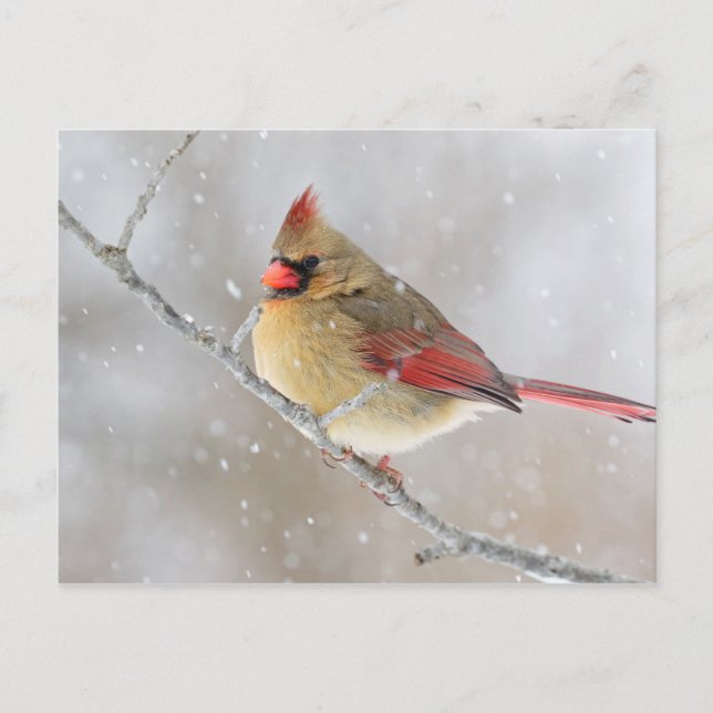 Female Cardinal in Snow Holiday Postcard (Front)