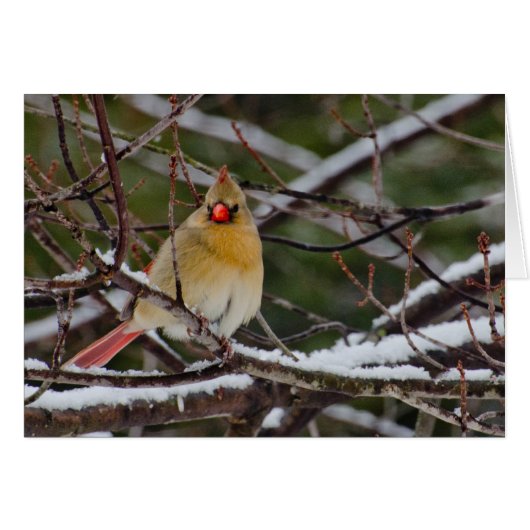 female cardinal in tree cards (Front Horizontal)