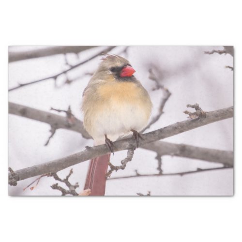 Female Cardinal In Winter Tissue Paper
