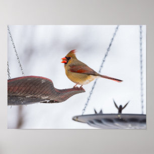 Female Cardinal Lunch Time Poster