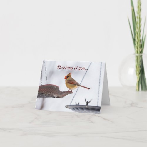 Female Cardinal Lunch Time Thinking Of You Card