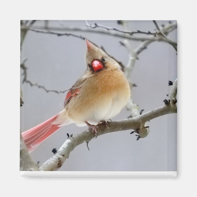 Female_Cardinal_Magnet Magnet (Front)