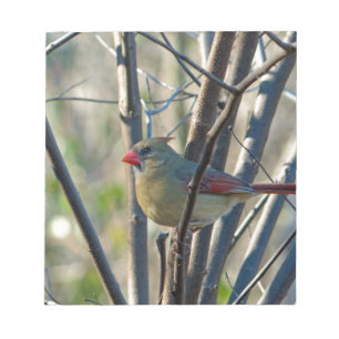 Female Cardinal Notepad