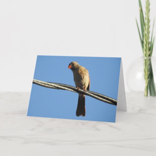 Female Cardinal on a Wire Bird Photography Card