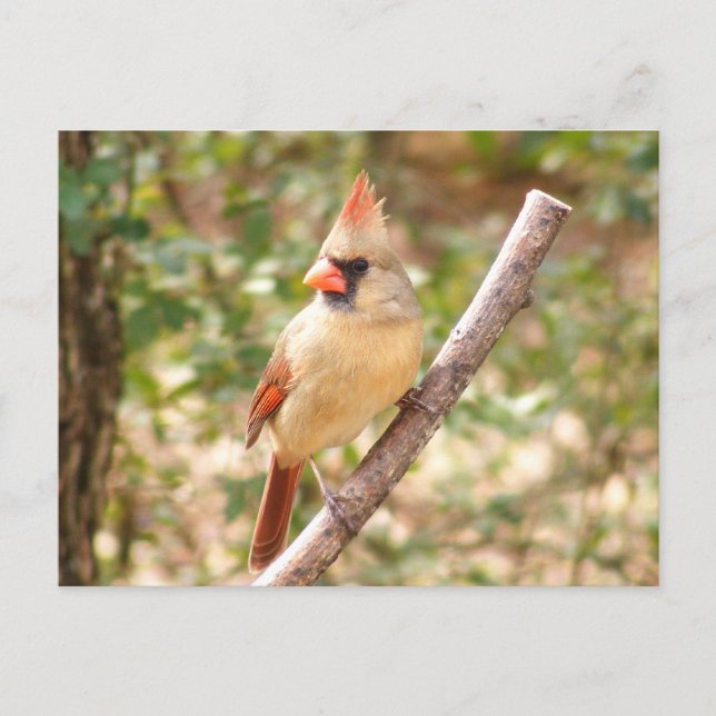 Female Cardinal on Branch Postcard (Front)