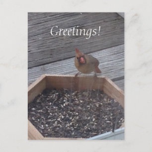 Female Cardinal Photo at Feeder Postcards
