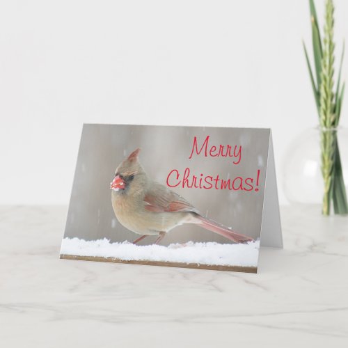 Female cardinal photo holiday card