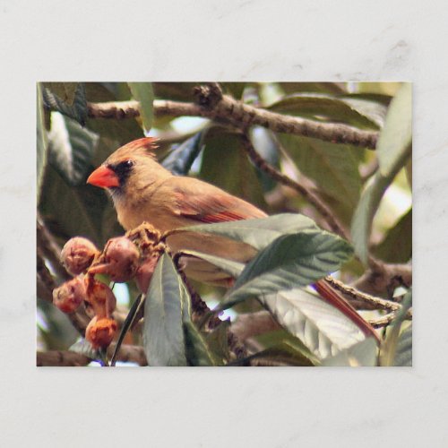 Female Cardinal Photo Postcard