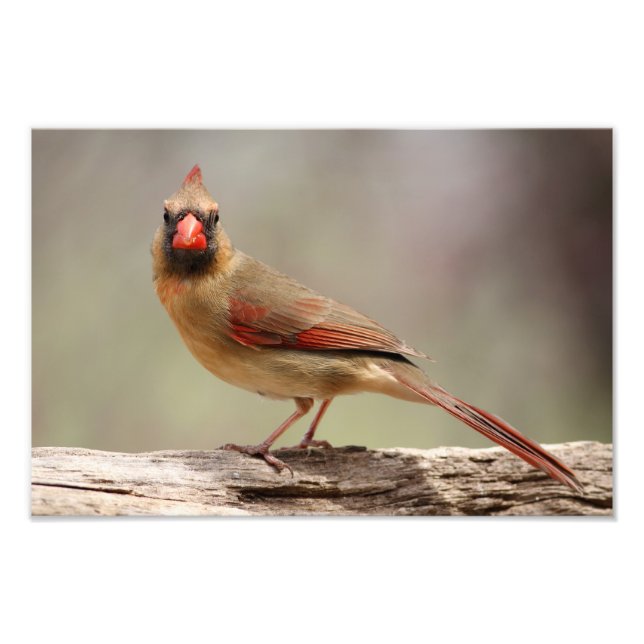Female Cardinal Photo Print (Front)