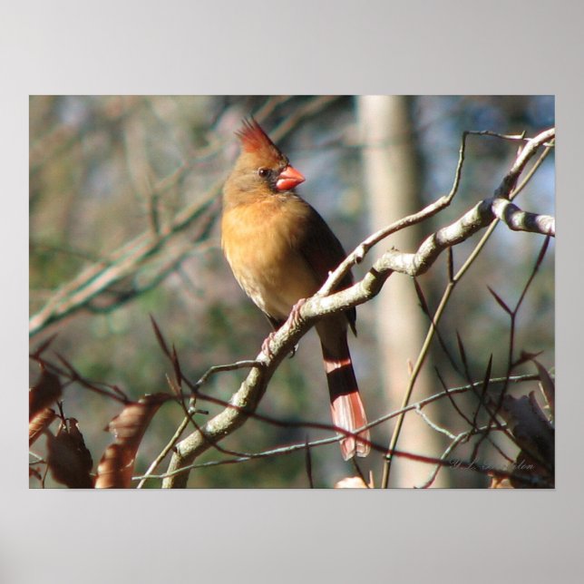 Female Cardinal Poster (Front)