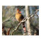 Female Cardinal