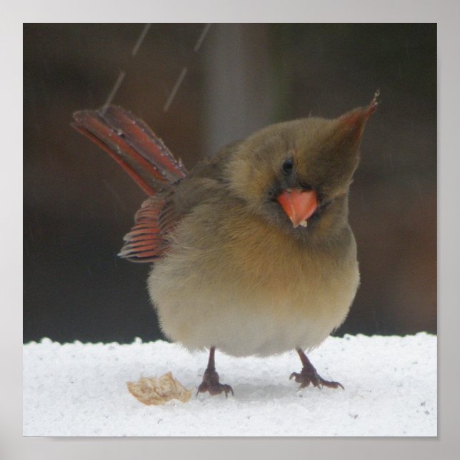 Female Cardinal Poster (Front)