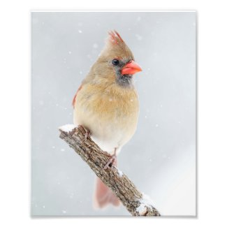  Female Cardinal Snowy Branch Snowy Tree Stump Photo Print