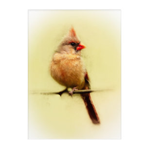 Female Cardinal Songbird Acrylic Print