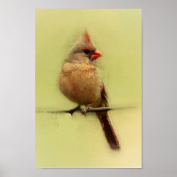 Female Cardinal Songbird Poster by CarolsCamera at Zazzle