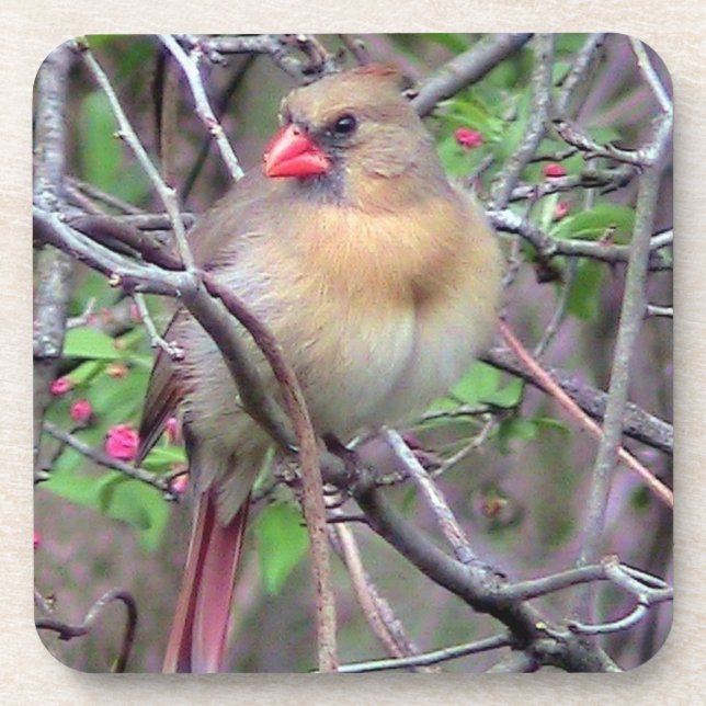 Female Cardinal Spring Beverage Coaster (Front)