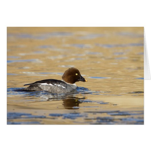 Female common Goldeneye duck Cards (Front Horizontal)