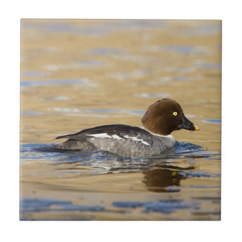 Female common Goldeneye duck Ceramic Tile