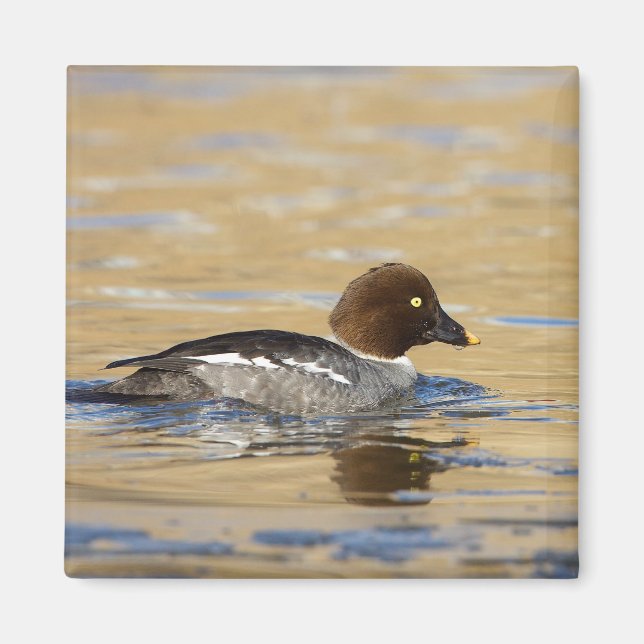 Female common Goldeneye duck Magnet (Front)