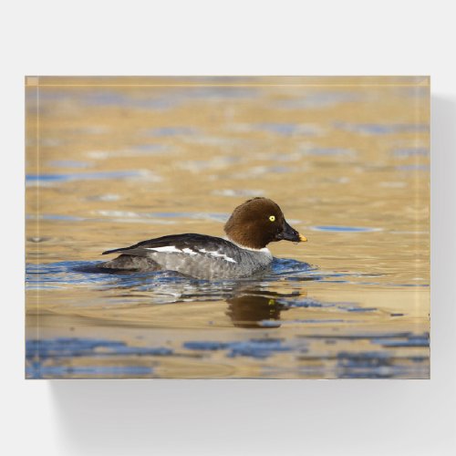 Female common Goldeneye duck Paperweight