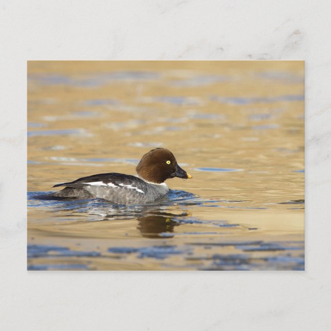 Female common Goldeneye duck Postcard (Front)