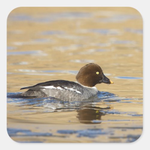 Female common Goldeneye duck Square Sticker