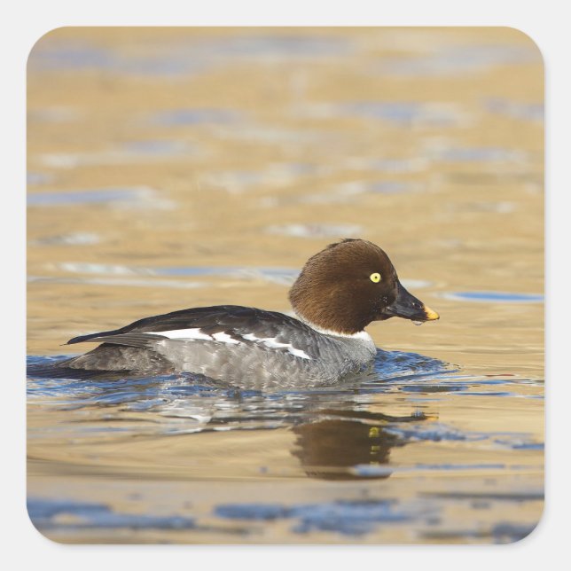 Female common Goldeneye duck Square Sticker (Front)