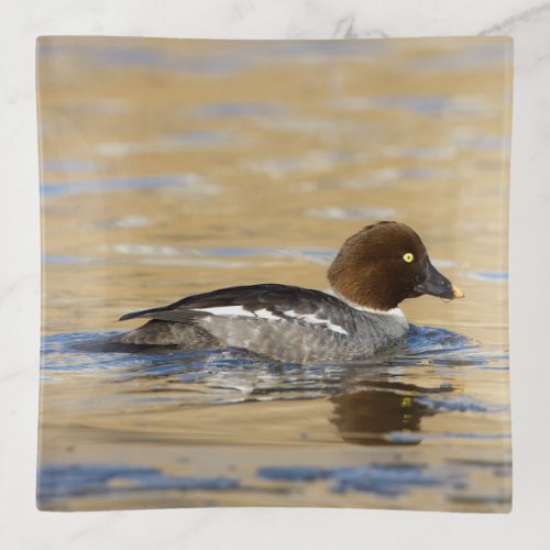 Female common Goldeneye duck Trinket Tray