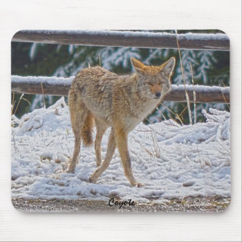 Female Coyote Hunting in Snow Gift Mousepad