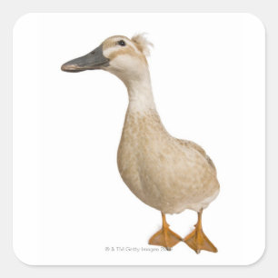 Female Crested Duck, 3 years old Square Sticker