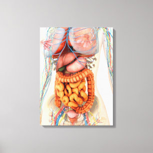 Female Digestive And Circulatory System Canvas Print