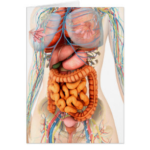 Female Digestive And Circulatory System Cards