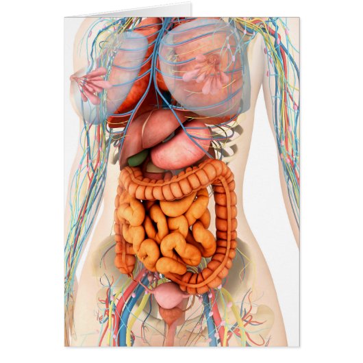 Female Digestive And Circulatory System Cards (Front)