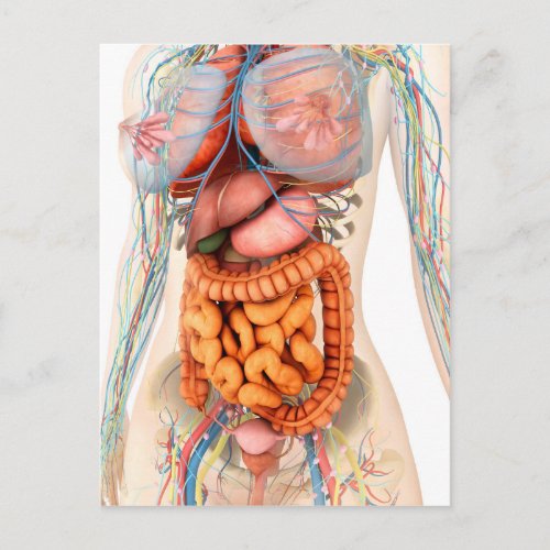 Female Digestive And Circulatory System Postcard