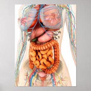 Female Digestive And Circulatory System Poster