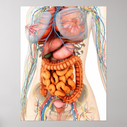 Female Digestive And Circulatory System Poster