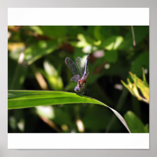 Female Dragonfly with Eggs Poster